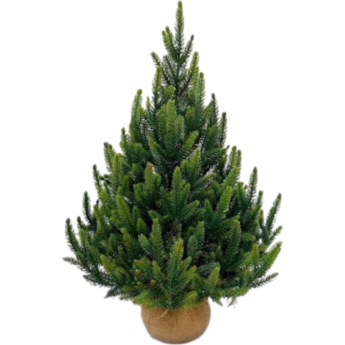 Ель TRIUMPH TREE КОРОЛЕВСКАЯ 100% литая 60 см в мешочке зеленая